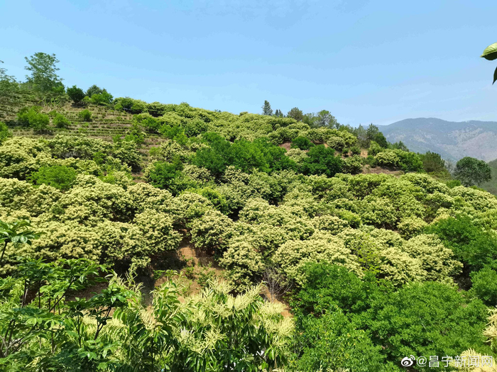 保山昌宁板栗花开满坡香又是一年花开季