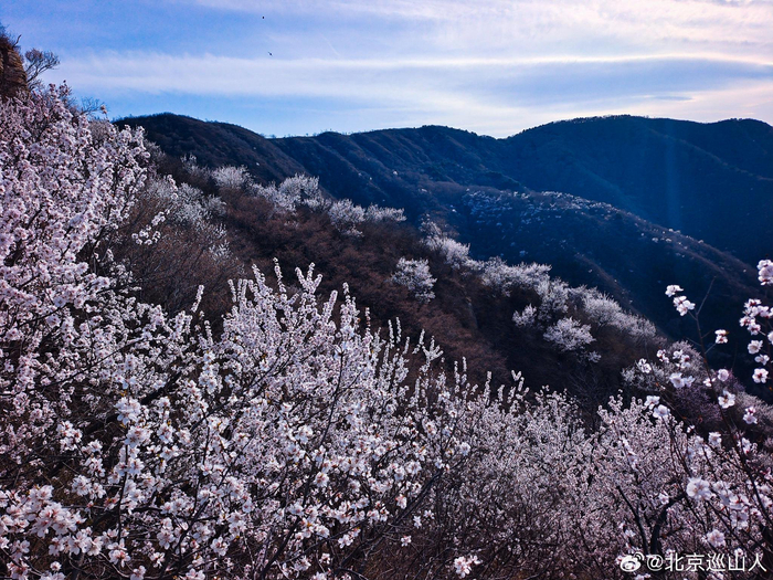 春日山花烂漫最美山野之香峪摄影