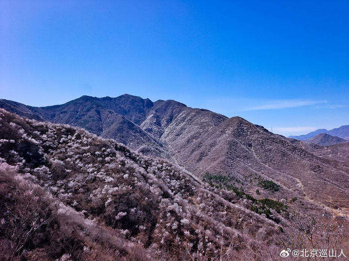 春日山花烂漫最美山野之香峪摄影