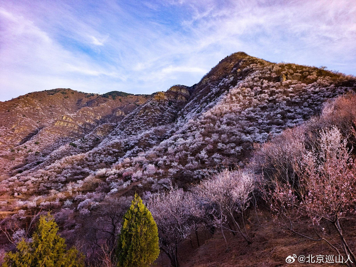 春日山花烂漫最美山野之香峪摄影
