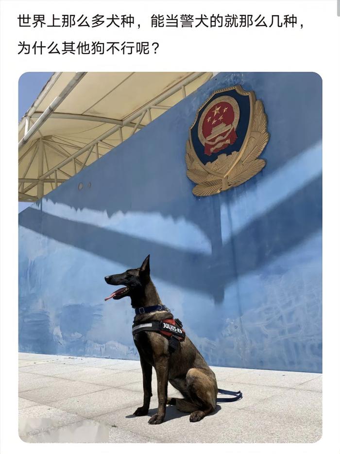 小警犬已经赢在起跑线了