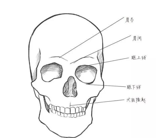 人物头部简笔画脸部图片