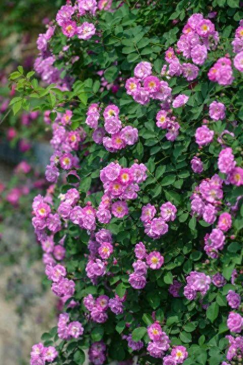 "水晶帘动微风起,满架蔷薇一院香"上班途经的路上重重叠叠的蔷薇开满