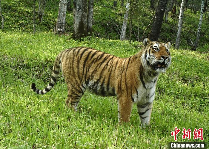 中国野生东北虎豹种群数量增长到150只左右