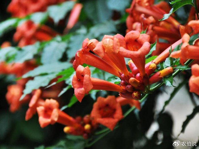 盛夏时节,这5种路边花树不能不识,否则太丢人了!