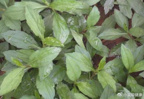 探索鸡肚肠草的功效与药用价值了解适宜用量及其别名