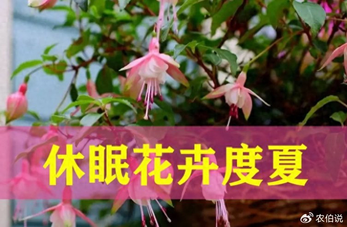 花夏季要"休眠",千万要管住手,不然最后只能收获空盆了|休眠|丽格海棠