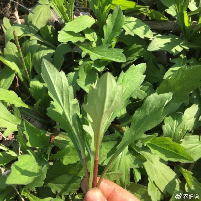 送你一份野菜清单:上大自然里寻味,轻松辨识18种美味野菜