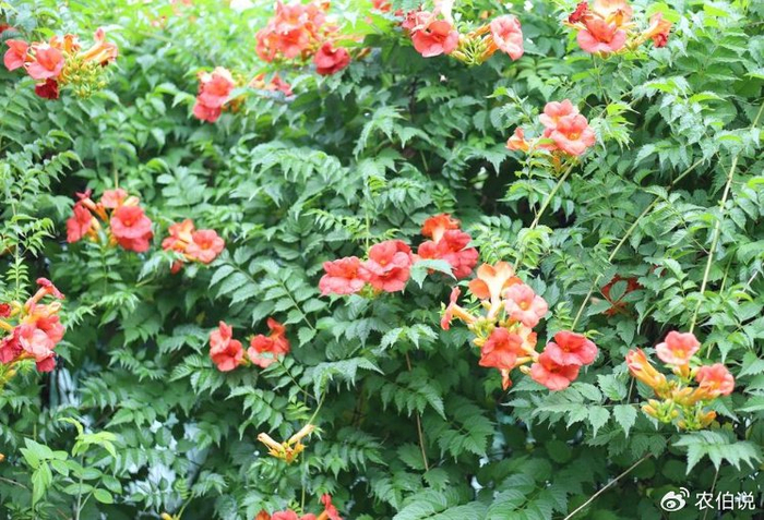 盛夏时节,这5种路边花树不能不识,否则太丢人了!