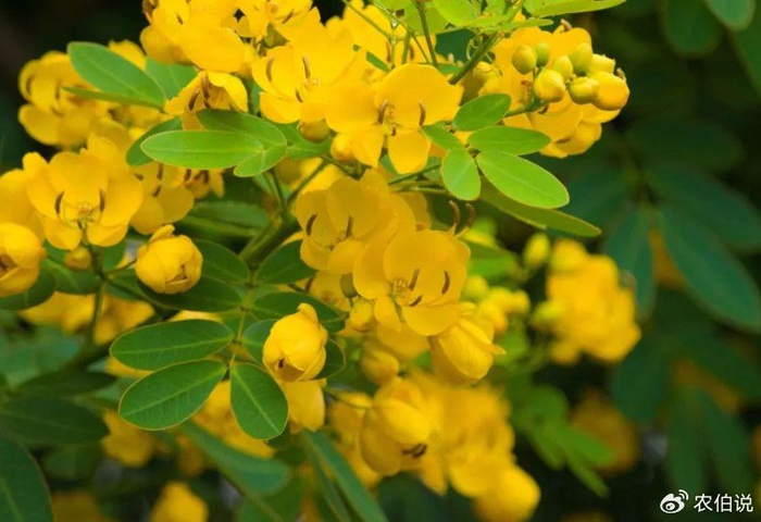 盛夏时节,这5种路边花树不能不识,否则太丢人了!