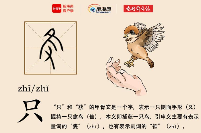 学认甲骨文 | “鸟”啼花落 形单影“只”