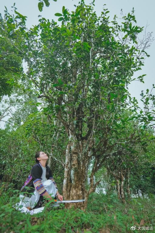 深入云南西双版纳古茶树茶基地,助力普洱古茶树保护与传承发展