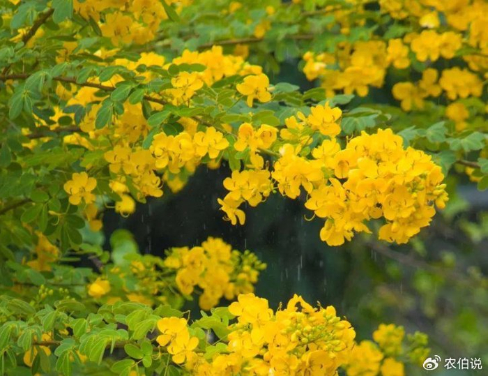 盛夏时节,这5种路边花树不能不识,否则太丢人了!