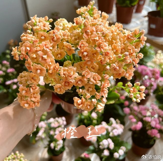 长寿花最爱"吃"的肥料,基本家家都有,可惜很多人不知道!