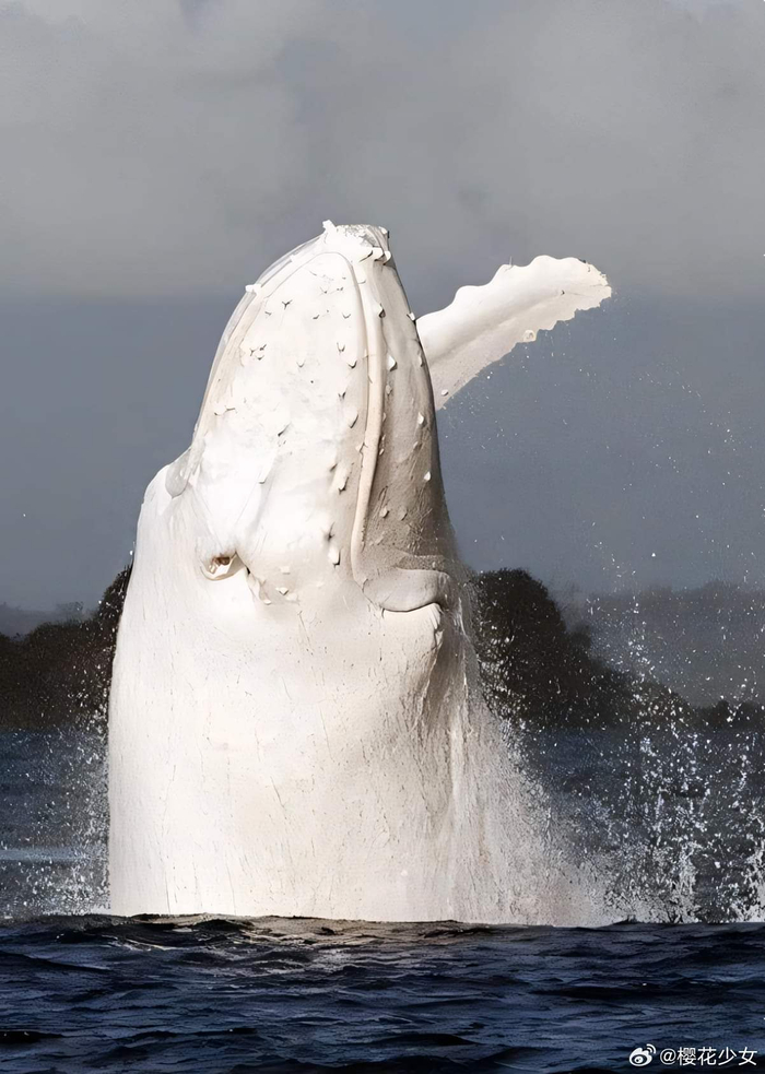 澳大利亚罕见的白色座头鲸们 接好运
