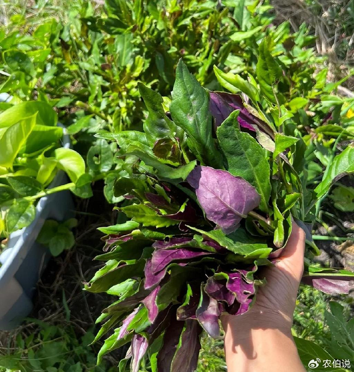面条菜|紫苏|枸杞叶_新浪新闻