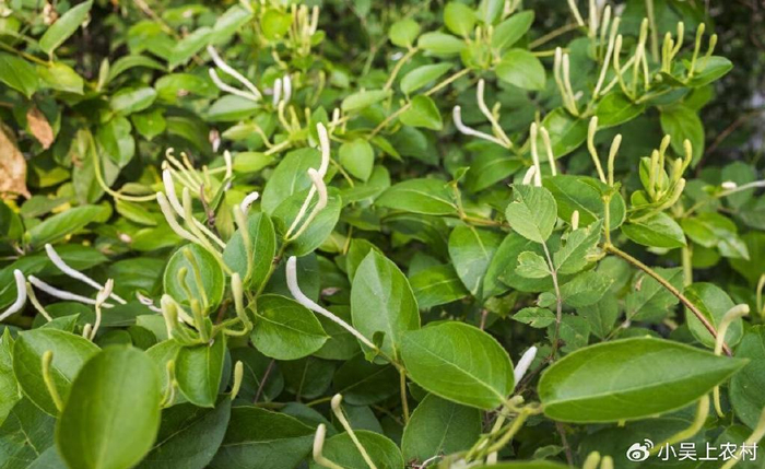 这种野花300元一斤,就是大名鼎鼎的金银花,很多人去采摘泡茶喝