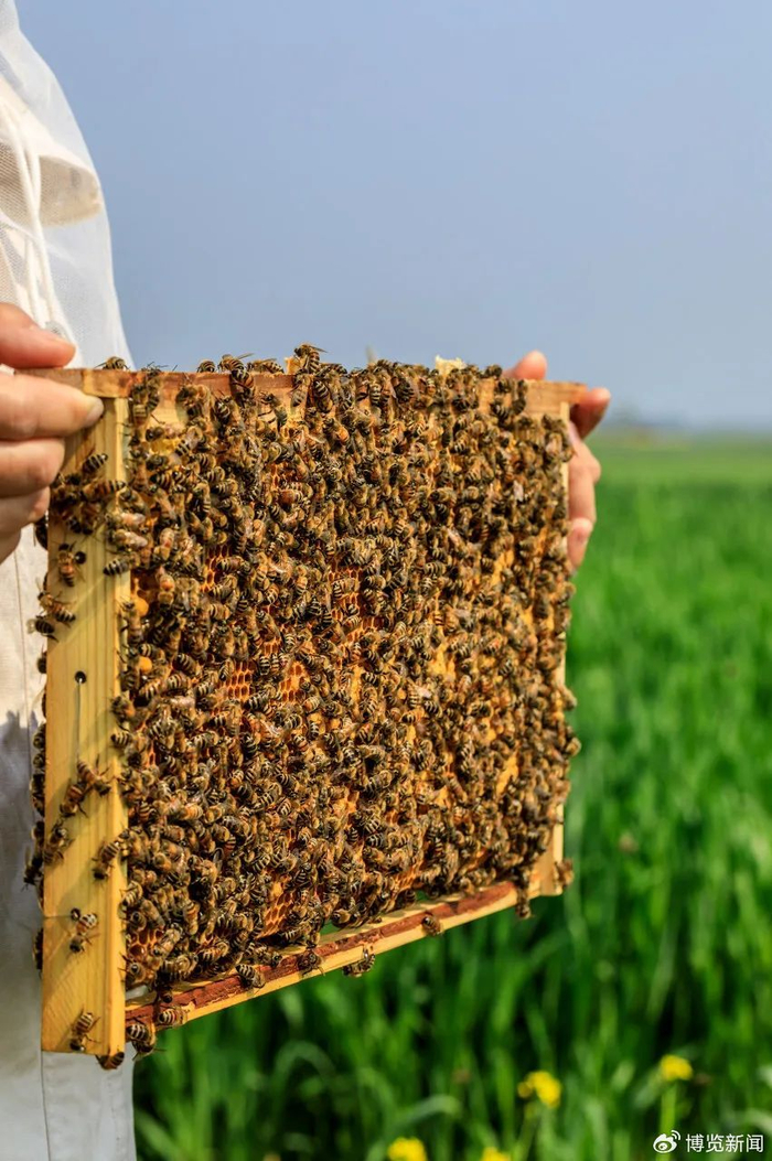 西藏特产研究所x布瑞藏蜜|青藏高原的幸福蜜码|青藏