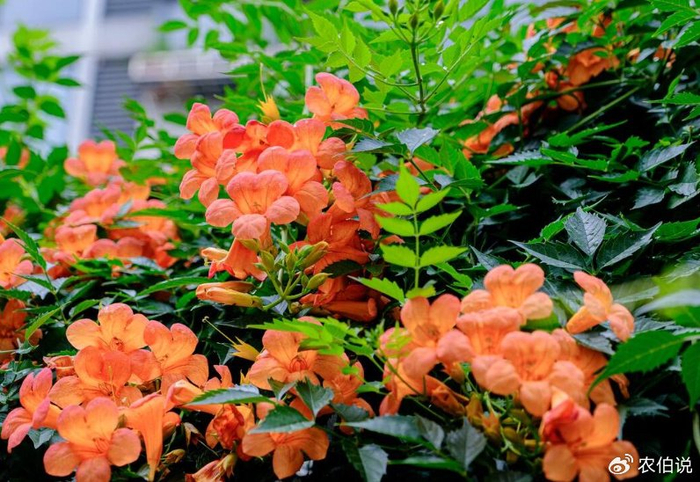 盛夏时节,这5种路边花树不能不识,否则太丢人了!