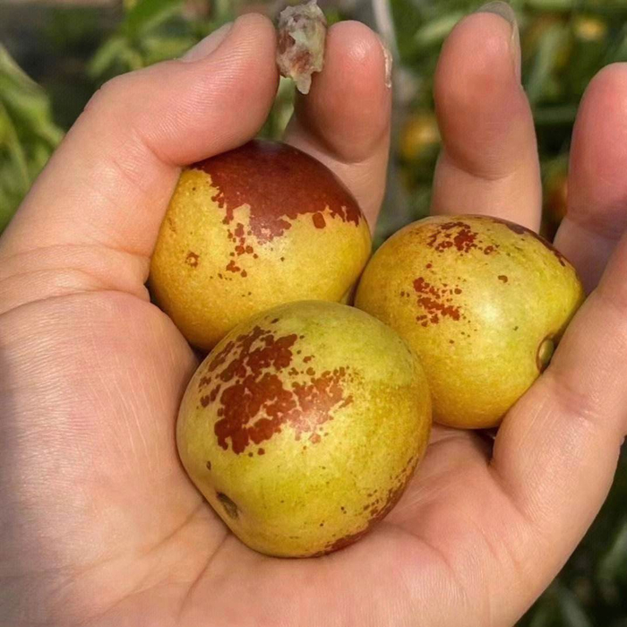 新疆冬枣现在大量上市了