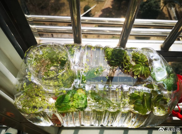 菏泽一中学生,拿废弃的矿泉水桶,自制生态鱼缸,老师:活学活用