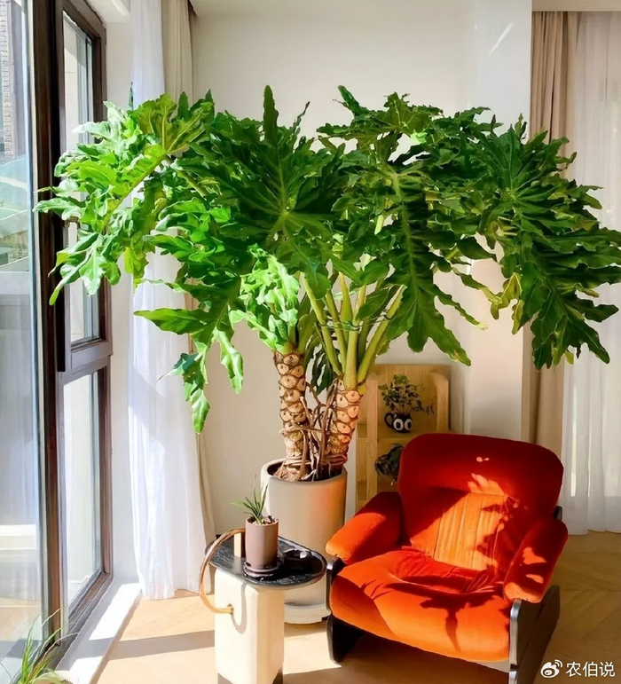 最干净的6种叶子花耐阴不招虫养在屋里真清凉