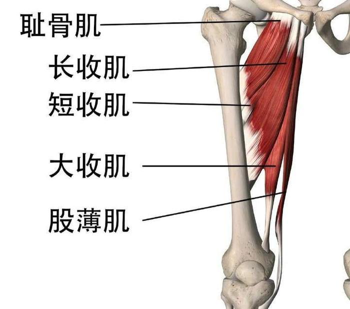 股骨内收肌结节图片