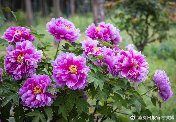 第六届江苏常熟江南红豆园牡丹花会启幕