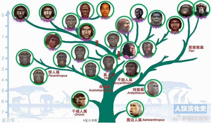 人类进化出了智慧,为什么黑猩猩没做到呢?都是因为被逼的!