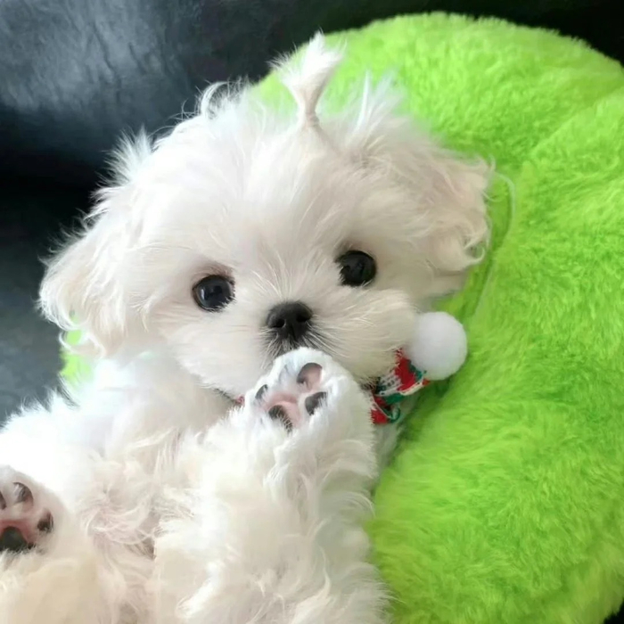 谁会拒绝一只可爱的小狗狗啊