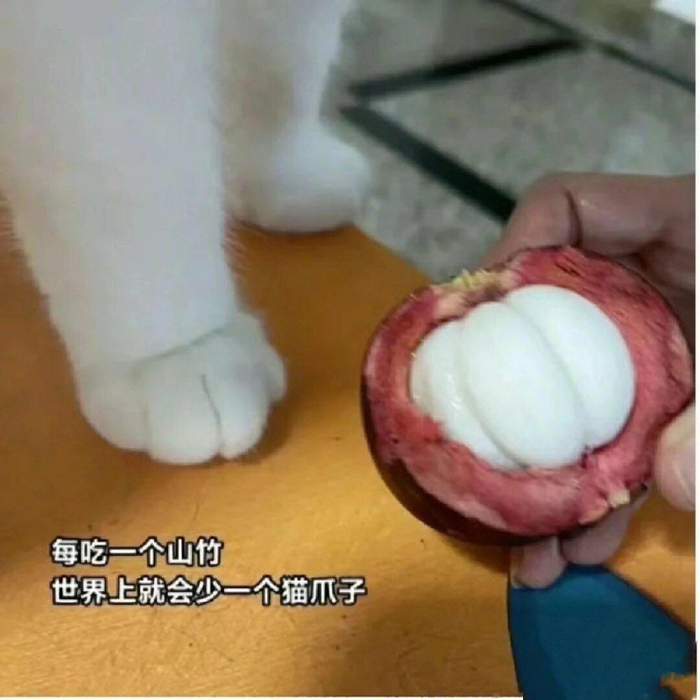 拒绝emo猫猫治愈世界