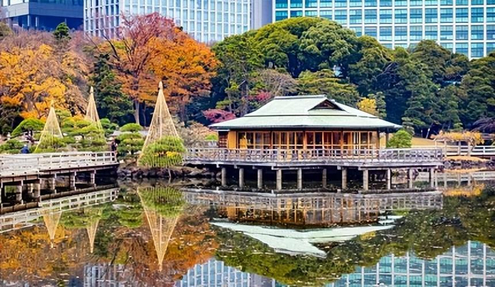 根据历史记载,当时从中国输入至长崎的 5棵 唐枫,后来献给了德川幕府