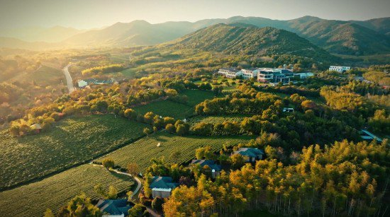 浙江长兴紫笋茶香飘溢满园春