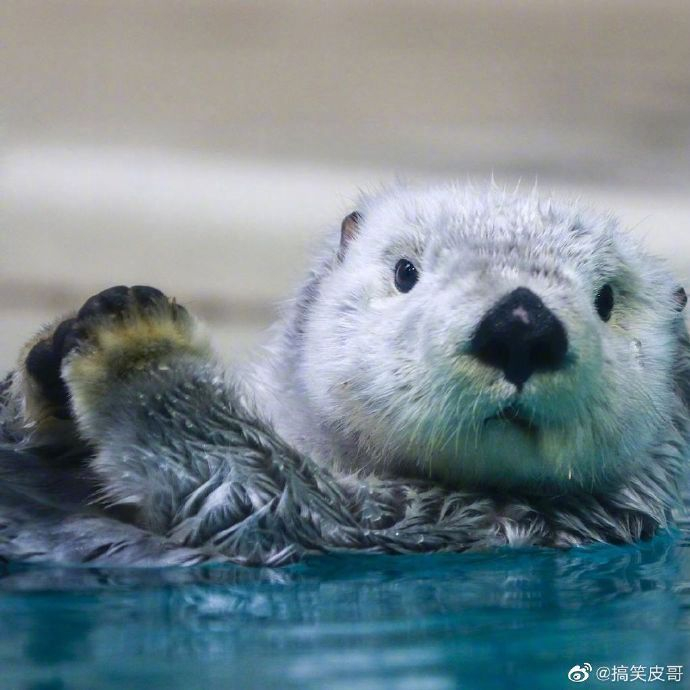 没有人能拒绝海獭揉脸脸