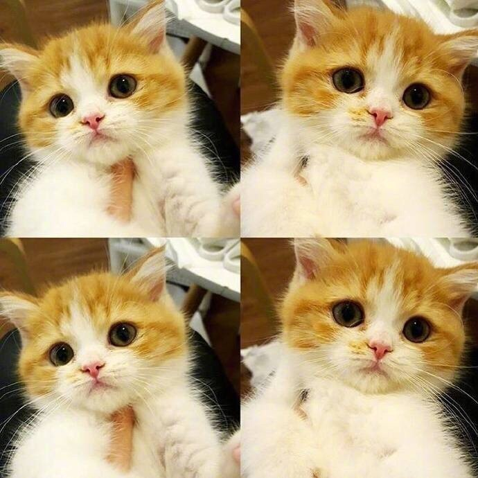 小萌猫四连