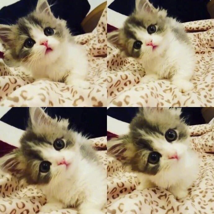 小萌猫四连