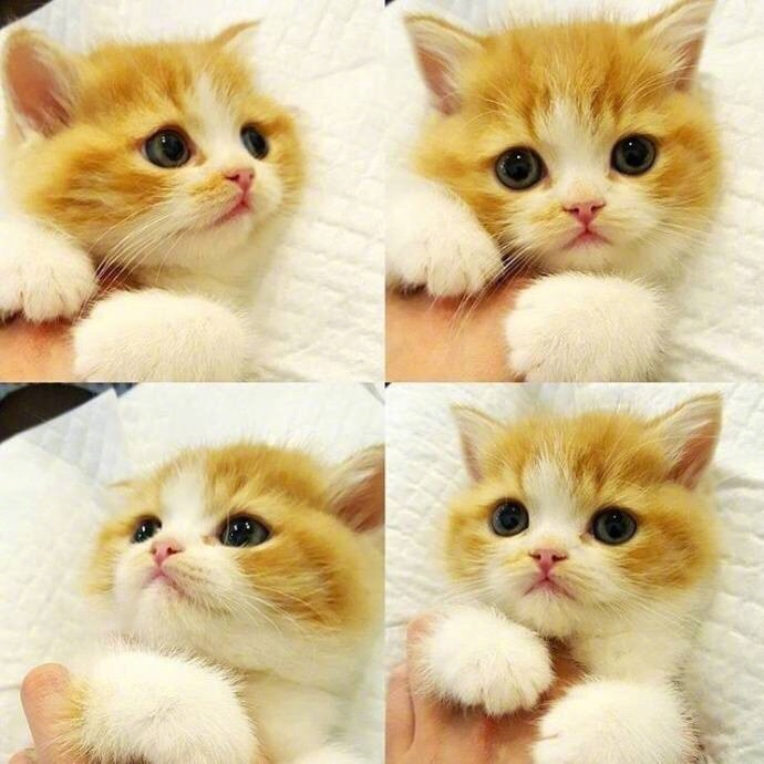 小萌猫四连