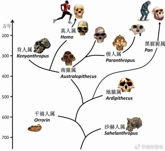 猴子进化成人类的过程,为什么如此同步?|生物学与医学|猩猩|黑猩猩|智人|祖先_新浪新闻