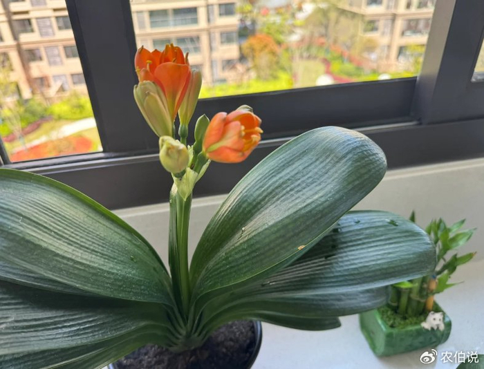 养君子兰,有6个"忌讳",绕开了呼呼开花,疯狂且美丽!