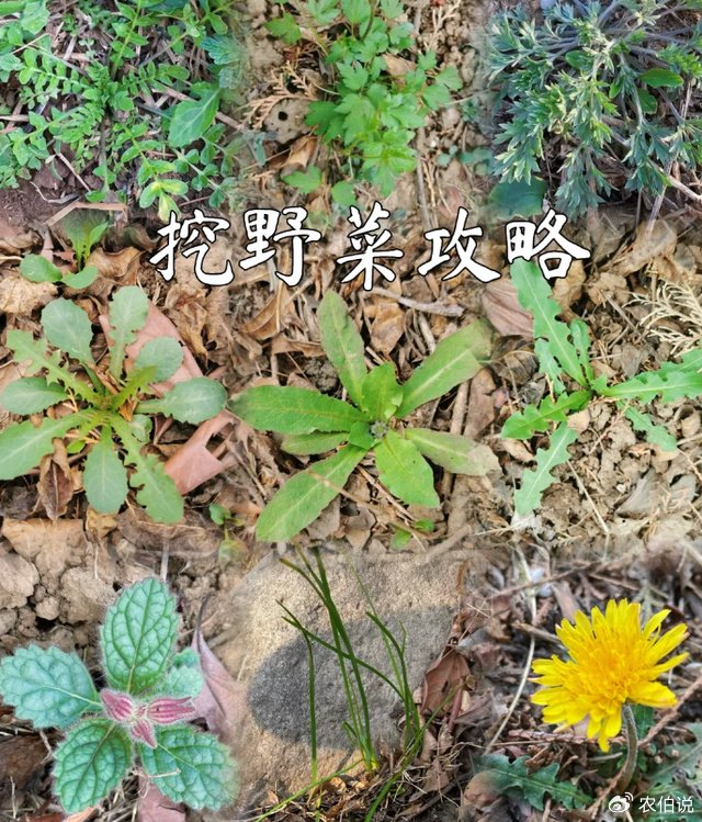 不要错过|蒲公英|野菜|小根蒜_新浪新闻