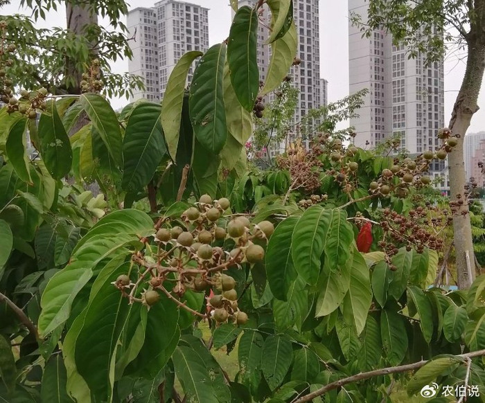 盛夏时节,这5种路边花树不能不识,否则太丢人了!