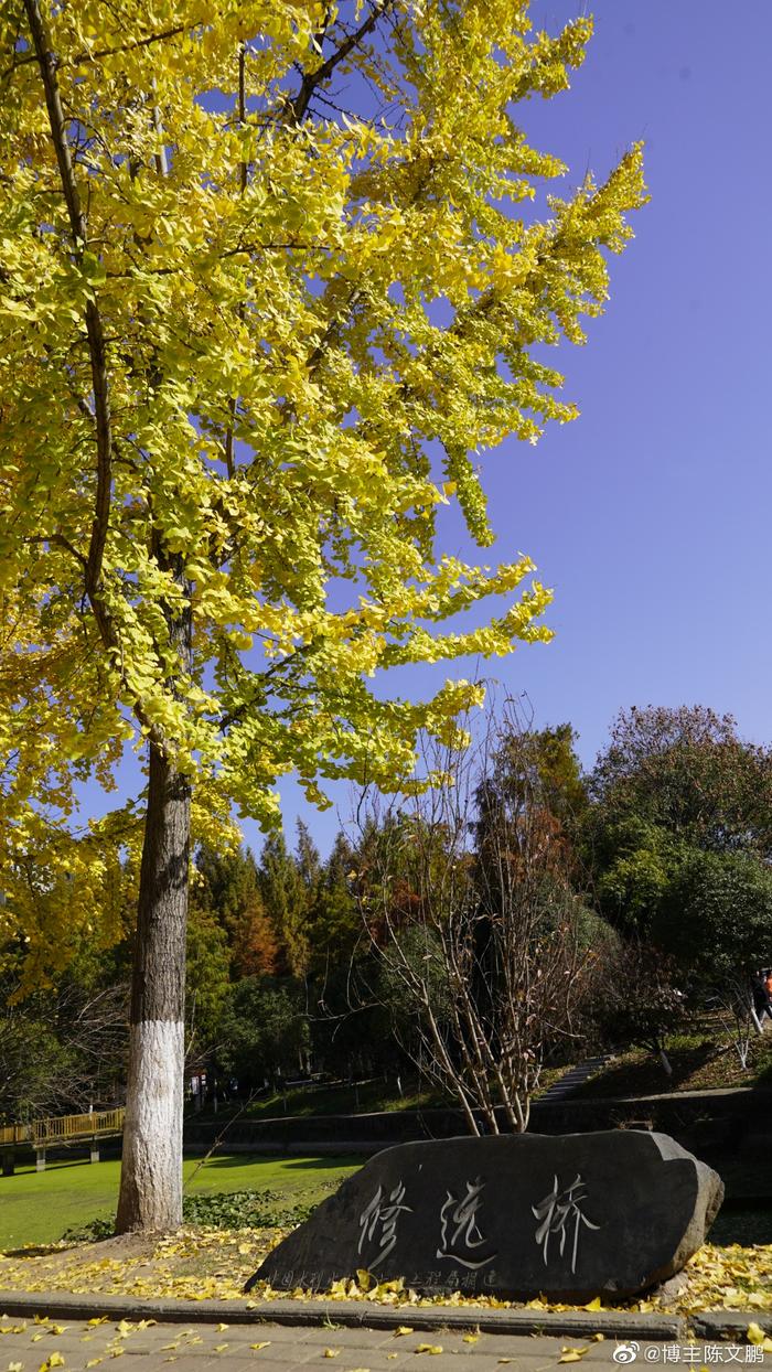 三峡大学银杏树图片