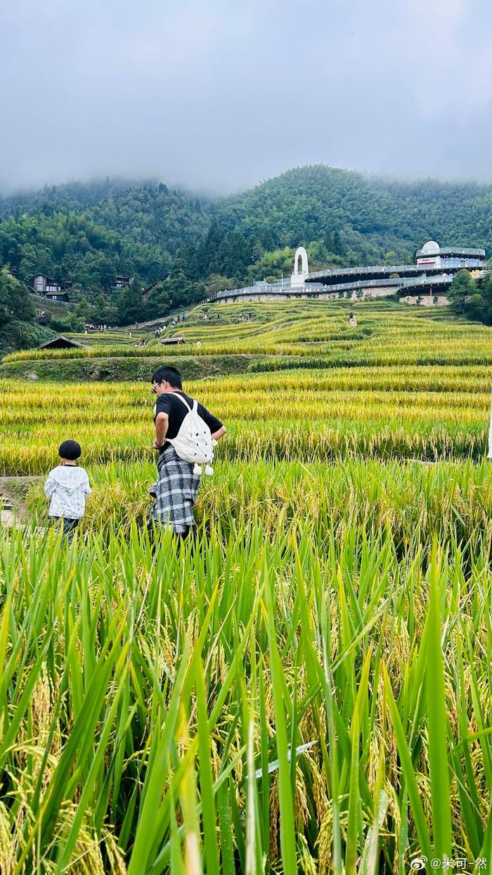 丽水云和梯田油菜花图片