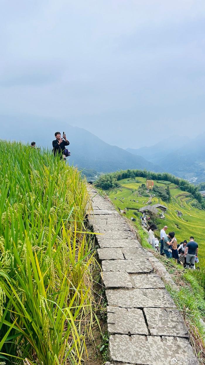 丽水云和梯田油菜花图片