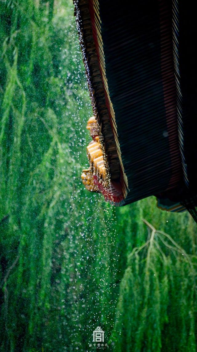 六百年宫阙与她怀抱中的生灵，在氤氲水气中呼吸，雨天出行，记得注意安全