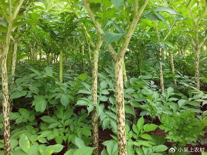 魔芋:从有毒到美食的奇妙转变,日本人的最爱,你尝过吗?