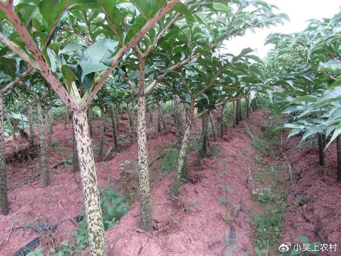 然而,尽管魔芋的植株看起来普通,但它的根茎却蕴藏着毒性.