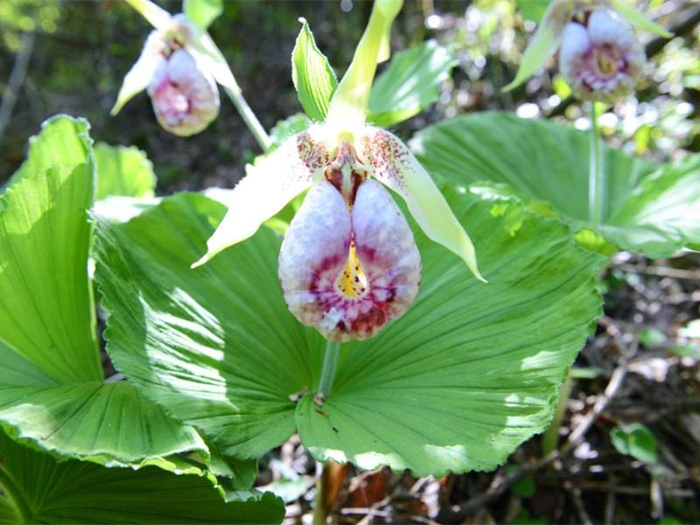 四川花萼山首次拍到国家二级重点保护植物扇脉杓兰