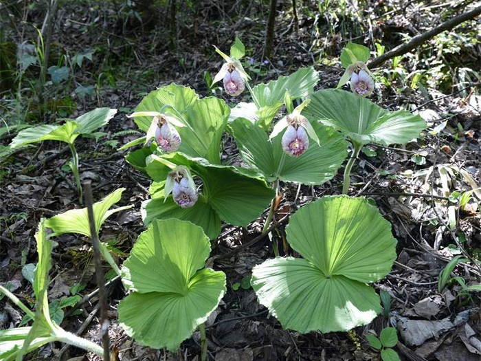 四川花萼山首次拍到国家二级重点保护植物扇脉杓兰