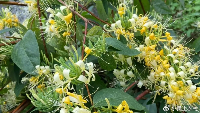 这种野花300元一斤,就是大名鼎鼎的金银花,很多人去采摘泡茶喝